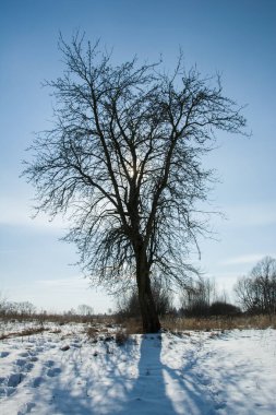 Büyük bir ağacın arkasında güneş