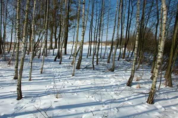 Foresta Betulle Ombre Dal Sole Sulla Neve — Foto Stock