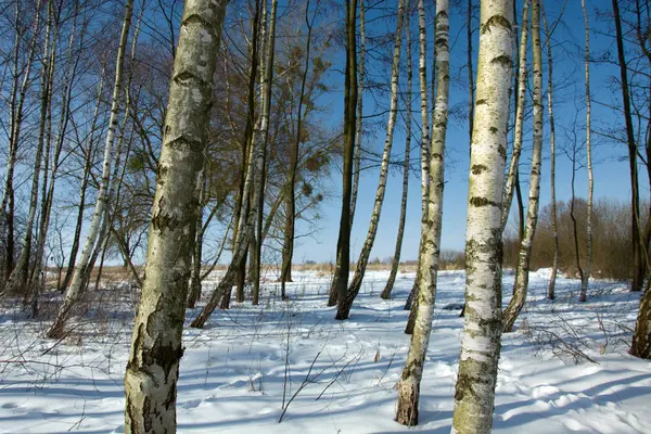 Betulle Neve Sfondo — Foto Stock