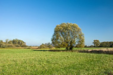 Söğüt ağacının bir yeşil çayır, mavi bulutsuz gökyüzü üzerinde sarı yapraklarda