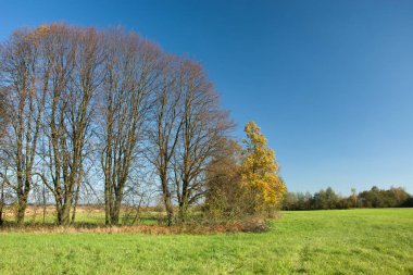 Büyük ağaçlar bir yeşil çayır bulutsuz gökyüzü karşı yapraklarda olmadan