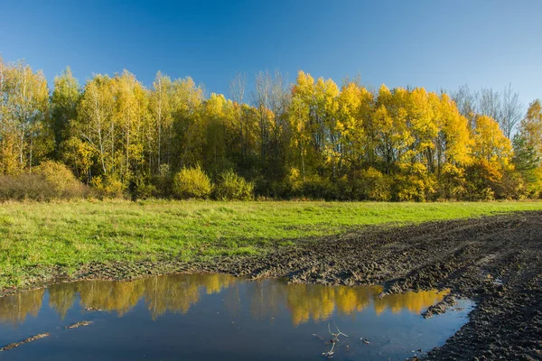 Puddle on a muddy road, yellow autumn forest and cloudless sky