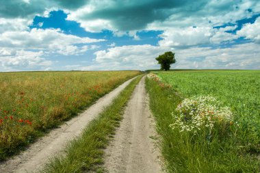 Toprak yol, yalnız ağaç ve mavi gökyüzünde bulutlar beyaz çiçekler
