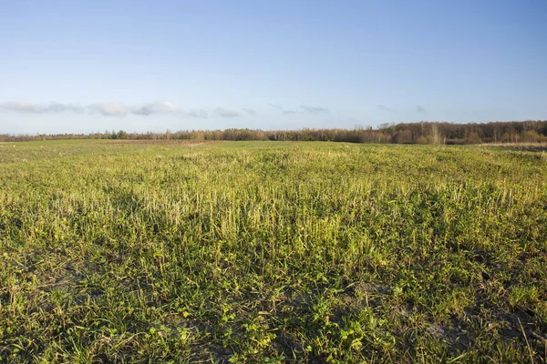 Büyük yeşil çayır, orman ve mavi gökyüzünde küçük bulutlar
