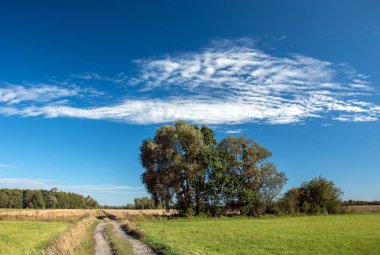 Büyük ülke road ve mavi gökyüzü üzerinde beyaz bulutlar büyüyen ağaçlar