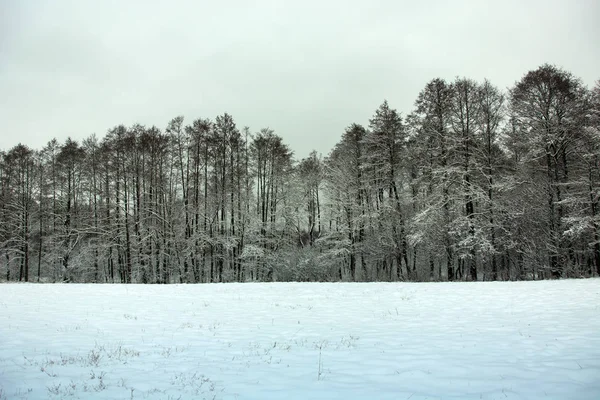 雪に覆われたフィールド 美しい森と灰色の冬の空 冬景色 — ストック写真
