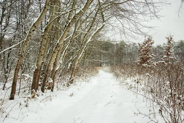 Χιόνι Κάλυψε Δρόμο Μέσα Από Δάσος Ομορφιά Μέρα Του Χειμώνα — Φωτογραφία Αρχείου
