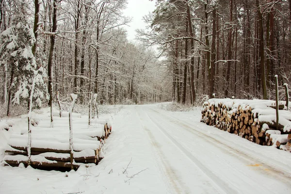 Tronchi Abbattuti Lungo Strada Attraverso Una Foresta Mistica Giornata Invernale — Foto Stock