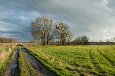 Tekerlekler ve yeşil çayır, ağaçlar yaprak ve yağmurlu bulutlar gökyüzünde olmadan bir toprak yolda su birikintileri