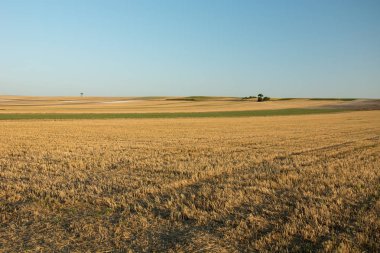 Büyük anız alan, ufuk ve açık mavi gökyüzü