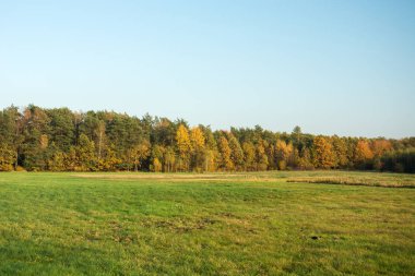 Bir büyük yeşil çayır, sonbahar renkli orman ve berrak gökyüzü