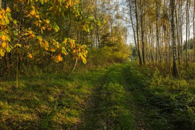 Toprak yol sonbahar renkli ormanı