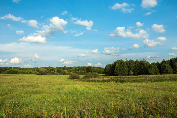 Большой дикий зеленый луг перед лесом и облака на голубом небе
