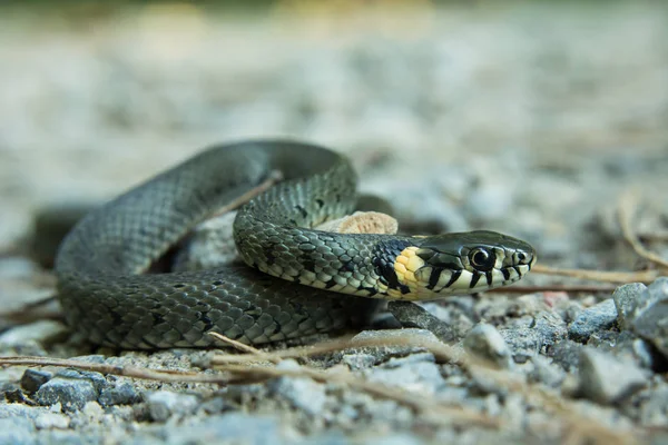 Grass Snake Natrix Natrix Crawling Ground Close — Stock Photo, Image