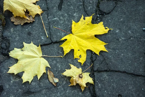 Gele Esdoorn Bladeren Liggend Grond Asfalt — Stockfoto