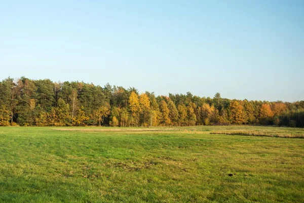 Eine Große Grüne Wiese Herbstlicher Wald Und Klarer Himmel — Stockfoto