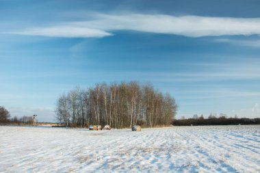 Kar, beyaz bulut mavi gökyüzü - kış görünümü üzerinde küçük grove ve alan kaplı