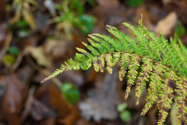 クローズ アップ 地面に葉の背景に枯れた森林シダ — ストック写真