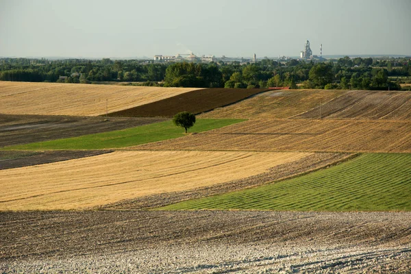 Arbre Solitaire Sur Champs Colorés Usine Horizon Ciel Bleu — Photo