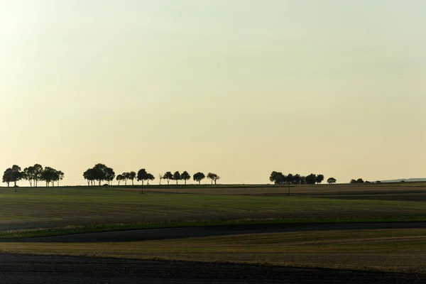 Green Plowed Fields Trees Growing Row Horizon Sky — Stock Photo, Image