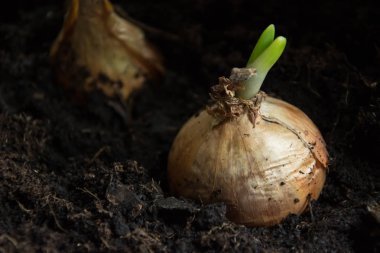 Zemin - closeup germinated soğan
