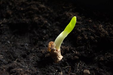 Frenk soğanı yerdeki - closeup germinated soğan ile