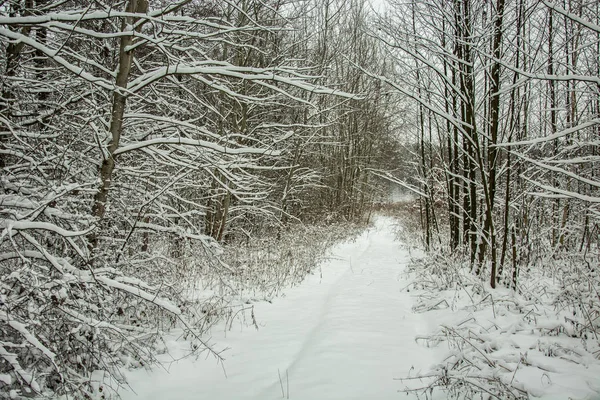 Χιόνι Κάλυψε Δρόμο Μέσα Από Δάσος Ομορφιά Χειμώνα Προβολή — Φωτογραφία Αρχείου