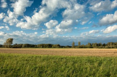 Yeşil çayır, sürülmüş alan, ufukta orman ve mavi gökyüzü - kırsal görünümü üzerinde beyaz bulutlar