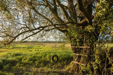 Bir ip üzerinde bir eski Yapraklı ağaç ve yeşil çayır tarafından askıya bir lastik