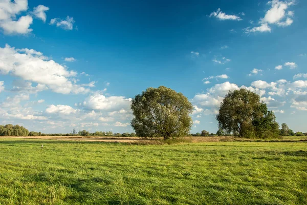 Pradera Verde Árboles Altos Nubes Blancas Cielo Azul Vista Verano — Foto de Stock