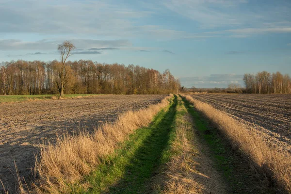 Dirt road with grass through plowed fields, a copse with trees without leaves and clouds on a blue sky