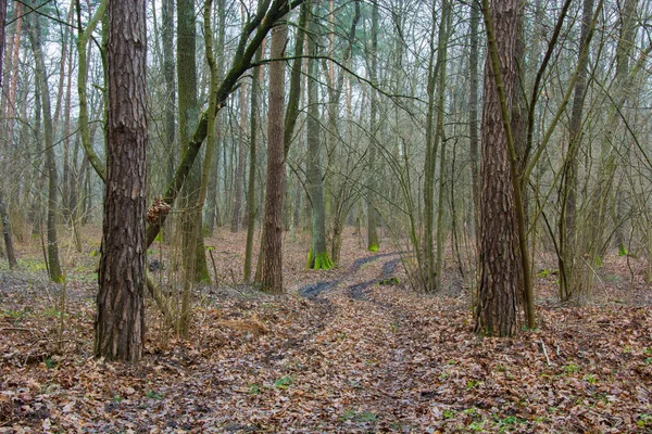 Yolu Düşen Kahverengi Yapraklar Ile Yoğun Kasvetli Bir Orman Yoluyla — Stok fotoğraf