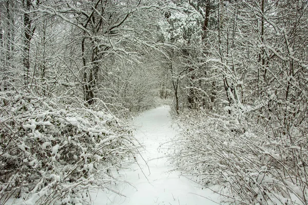 Árboles Arbustos Bosque Cubierto Nieve Una Hermosa Vista Invierno — Foto de Stock
