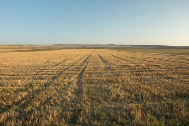 Bir büyük anız alan, ufuk ve Bulutsuz mavi gökyüzü