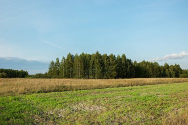Alanlar ve çayırlar, küçük orman ve mavi gökyüzü - bulut görüntülemek güneşli bir günde