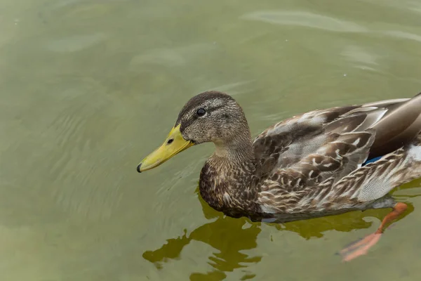 Look Brown Female Mallard Duck Close Seup — стоковое фото