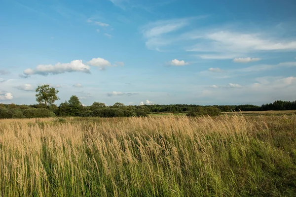 Hohes Wildes Gras Auf Der Wiese Gegen Den Wald Und — Stockfoto