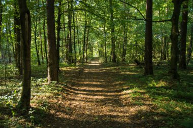 Yol bir yeşil yaprak döken orman yoluyla - güneşli bir günde görüntülemek