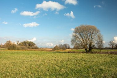 Büyük söğüt ağacının yaprakları yeşil çayır ve mavi gökyüzü üzerinde beyaz bulutlar büyüyen olmadan