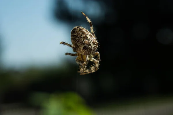 Araña Cruzada Jardín Telaraña Cerca — Foto de Stock