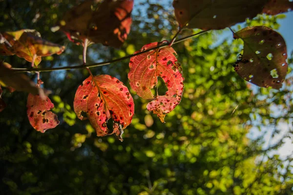 Tak Met Rode Bladeren Met Gaten Zonnige Dag Closeup — Stockfoto