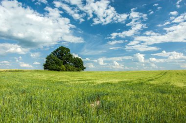 Ağaçlar yeşil bir alana, ufuk ve beyaz bulutların üstünde mavi bir gökyüzü grup