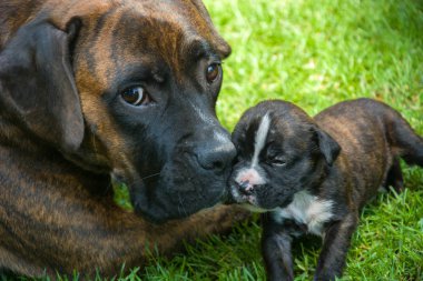 Anne köpek ve köpek yavrusu yalan yeşil çimen - portre