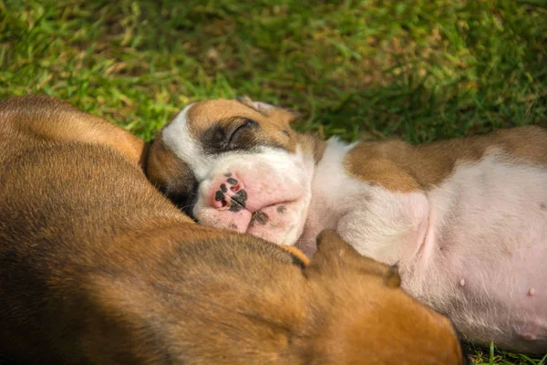 Deux Chiots Boxeurs Dormant Sur Herbe Verte — Photo