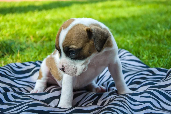 White Brown Puppy Sitting Striped Blanket — Stock Photo, Image
