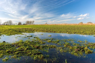 Su birikintileri üzerinde yeşil bir alana, ufukta ağaçlar ve beyaz bulutların üstünde mavi bir gökyüzü