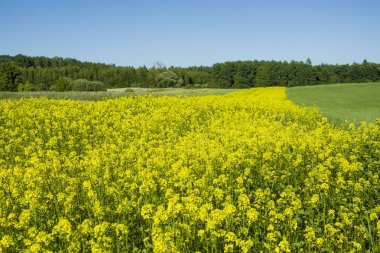 Tecavüz çiçekler, orman ve gökyüzünün sarı alan