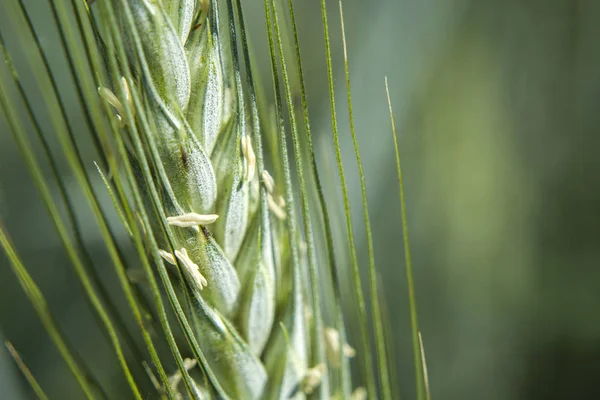 Orecchio Triticale Verde Primo Piano — Foto Stock