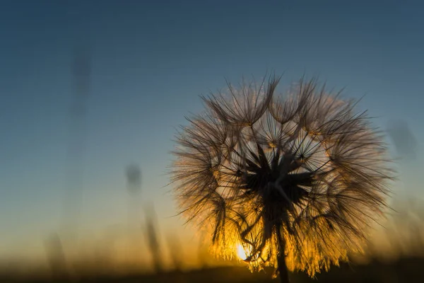 Fluffiga Maskros Solnedgången — Stockfoto