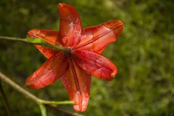 Капли Воды Оранжевый Цветок Лилии Крупным Планом — стоковое фото